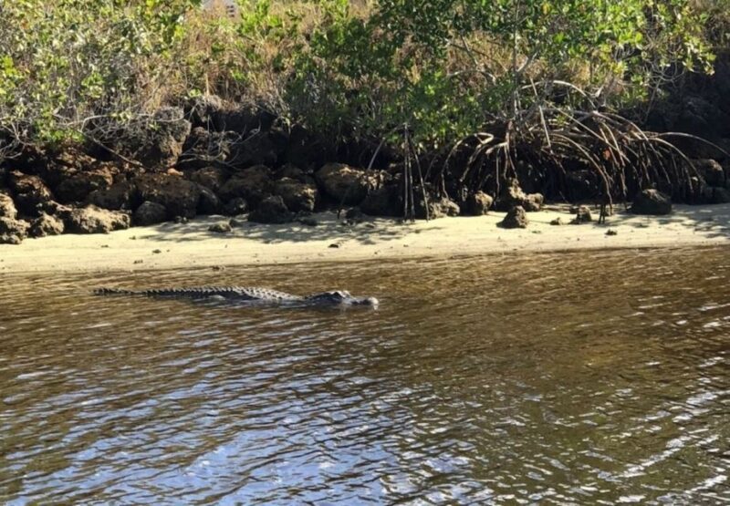 Naples, FL: Manatee, Dolphin, 10,000 Islands Sunset Cruise - Who should consider this tour?