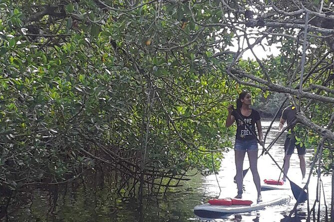 Naples Fl, Paddleboard Mangrove Forest Tour - Introduction