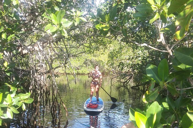 Naples Fl, Paddleboard Mangrove Forest Tour - Who Should Consider This Tour?