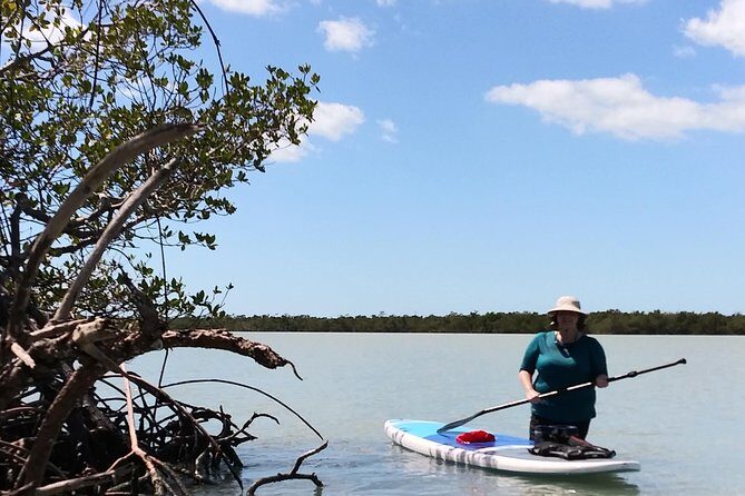 Naples Fl, Paddleboard Mangrove Forest Tour - The Sum Up