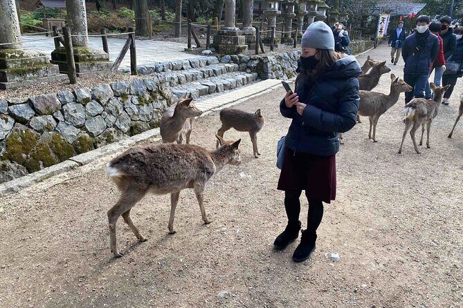 Nara 6hr Private Tour with Government-Licensed Guide - Final Thoughts: Who Will Love This Tour?