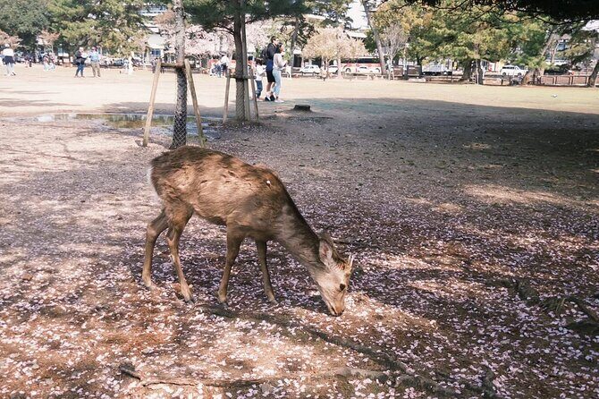 Nara and kyoto adventures private vehicle tour - Itinerary Breakdown: What Will You See?