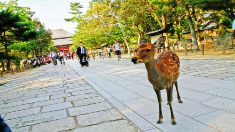 Nara attractive tour with local guide (4hours) - The Itinerary Breakdown