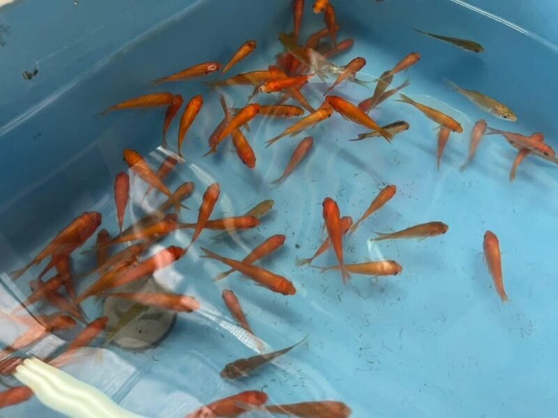 Nara: Discover Koriyamas Goldfish Charm - 2-Hour - Discovering Koriyama’s Goldfish Heritage