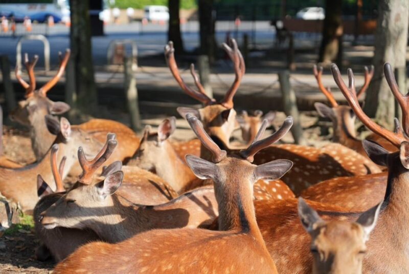 Nara Early Bird Tour (Kyoto Departure Option Available) - Final Thoughts: Who Will Love This Nara Tour?