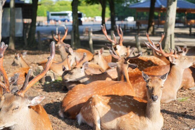 Nara Early Bird Tour (Kyoto Departure Option Available) - The Sum Up