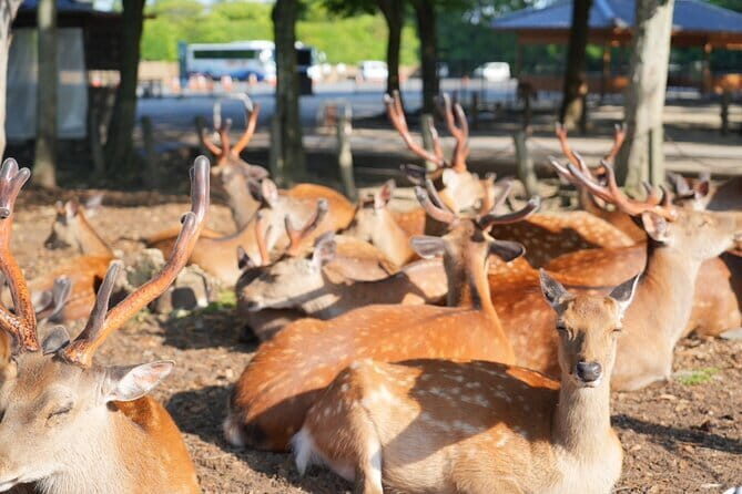 Nara Early Bird Tour (Osaka Departure Option) - Key Points