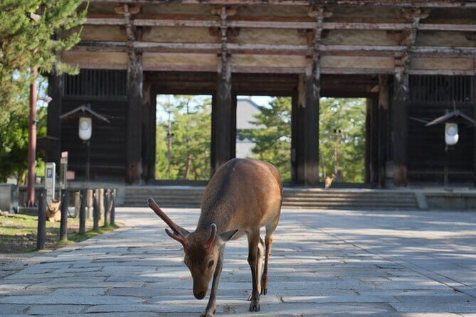 Nara Early Bird Tour (Osaka Departure Option) - An In-Depth Look at the Tour Itinerary
