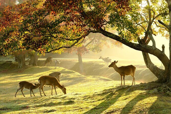 Nara Half-Day Bus Tour from Kyoto - Introduction