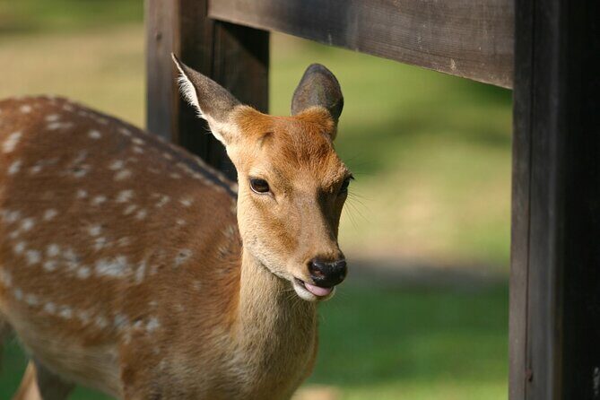 Nara Half-Day Bus Tour from Kyoto - Who Will Enjoy This Tour?