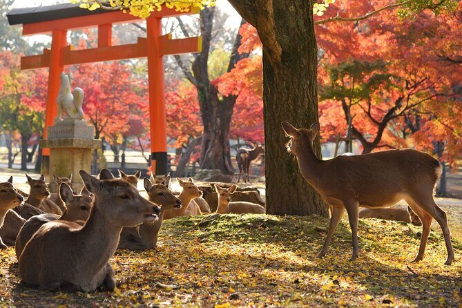 Nara Half-Day Bus Tour from Kyoto - Final Thoughts
