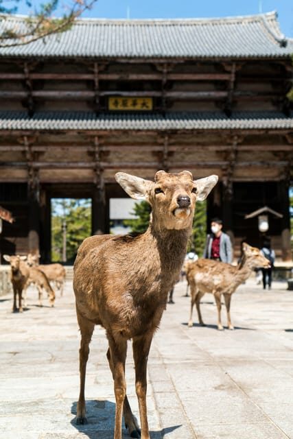 Nara Heritage Walkabout from Nara Park to Todaji-ji temple - Key Points