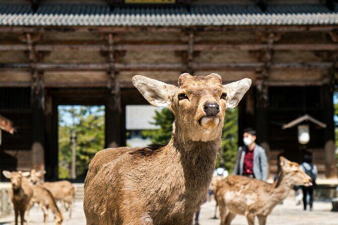 Nara Heritage Walkabout from Nara Park to Todaji Temple - Key Points
