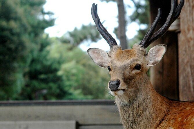 Nara Highlight Private Walking Tour with Licensed Guide - A Personal Look at the Nara Private Walking Tour