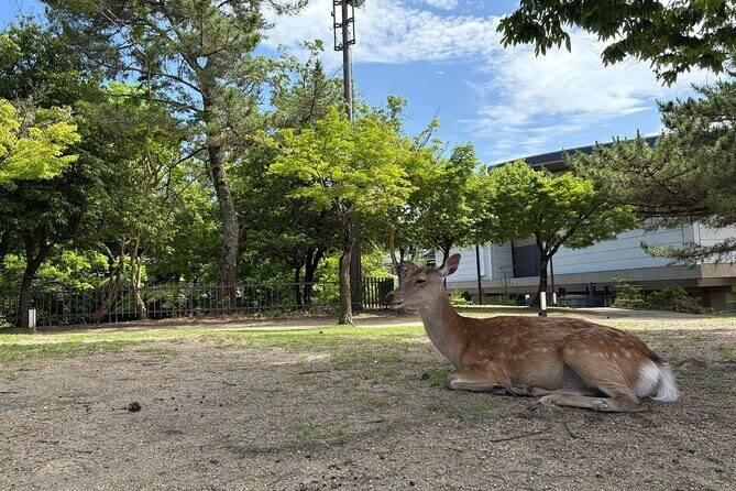 Nara Highlight Walking Tour with Furoshiki Experience with Lunch - FAQs
