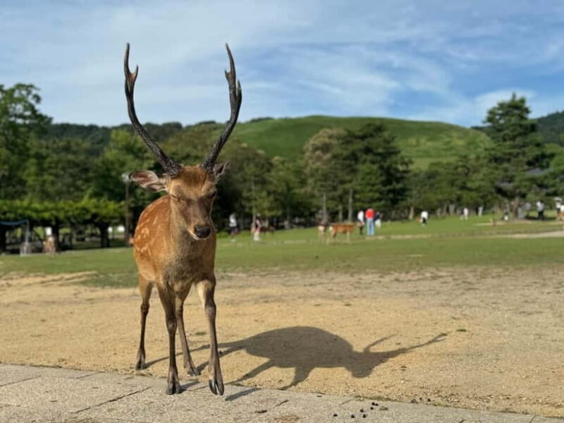 Nara: Kasuga Taisha, Sacred Deer Shrine Guided Tour - Who Should Book This Tour?