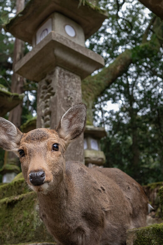 Nara Park and Todai-ji Private Spanish Tour - Potential Drawbacks or Considerations