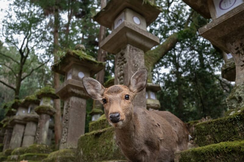 Nara Park and Todai-ji Private Spanish Tour - The Sum Up