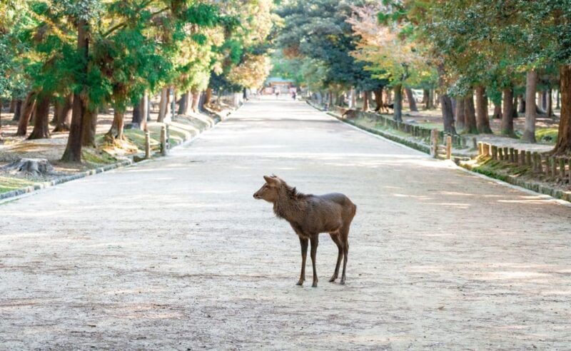 Nara: Private City Tour With A Local Guide - Exploring Nara with Your Own Pace