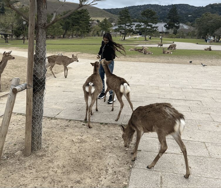 Nara Private Custom Tour with Local Guide - Who Will Love This Tour?