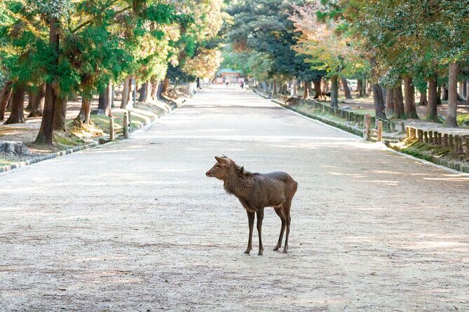 Nara : Private Day Walking Tour (From Osaka/Kyoto Possible) - Detailed Review of the Nara Private Walking Tour