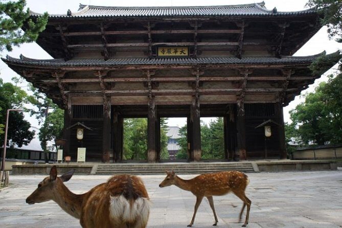 Nara Private Tour by Public Transportation from Osaka - The Value Proposition: Why This Tour Works for You