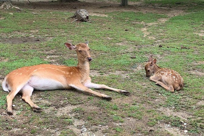 Nara private tour (Shore excursion available from Osaka or Kobe port) - Key Points