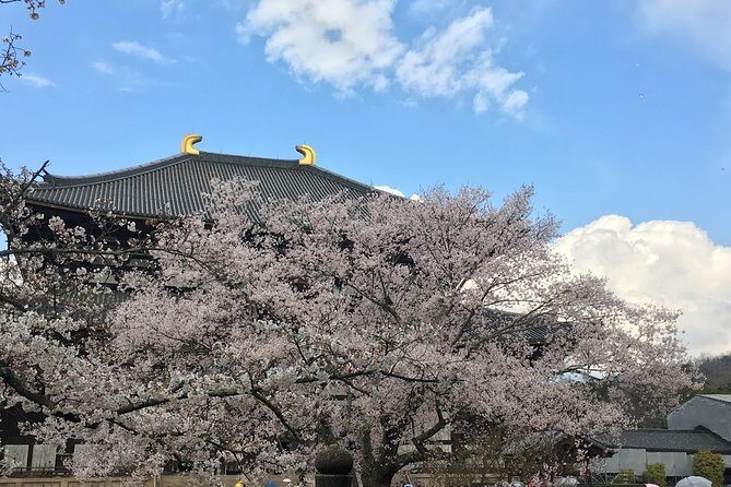 Nara private tour (Shore excursion available from Osaka or Kobe port) - A Deep Dive into the Nara Private Tour Experience