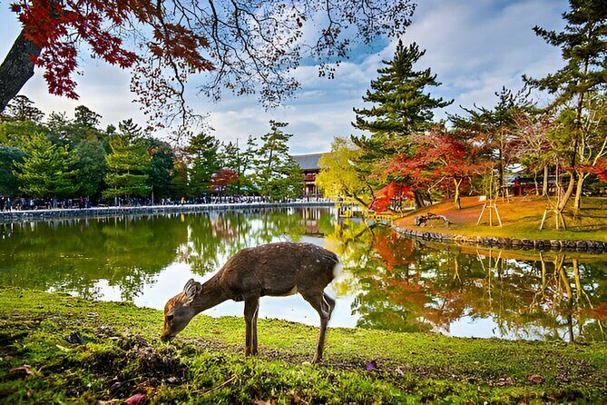 Nara Private Tour with Pick and Drop and English Speaking Driver - Yoshikien Garden