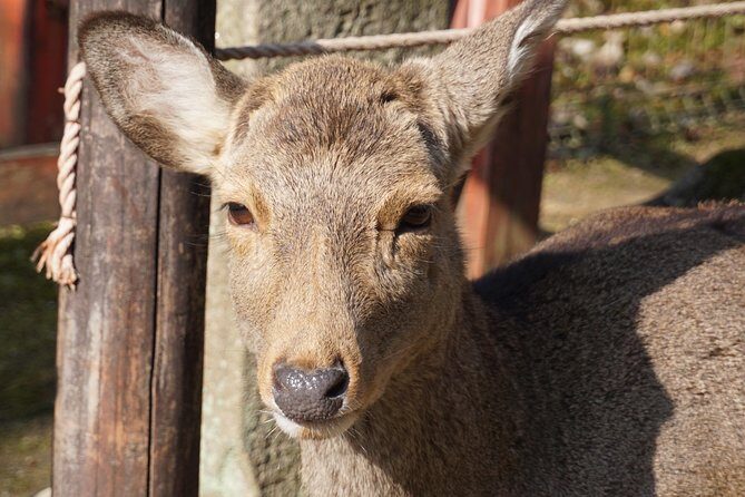 Nara Todaiji Lazy Bird Walking Tour - Key Points