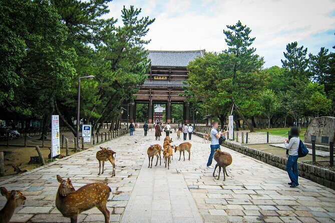 Nara World Heritage PRIVATE TOUR - Who Should Book This Tour?