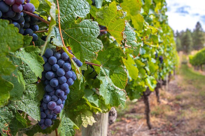 Naramata Bench 5 Winery Tour - Who Will Love This Tour?