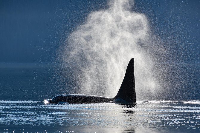 Narrated Whale Watching Cruise with Glacier View Stop - Key Points