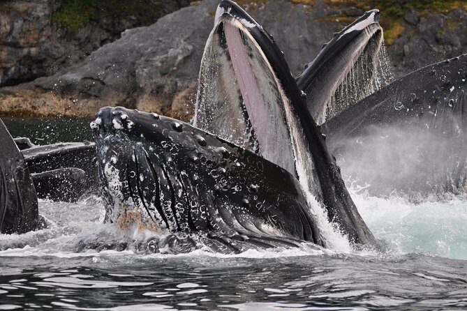 Narrated Whale Watching Cruise with Glacier View Stop - The Experience in Detail