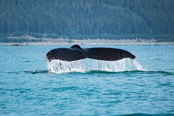 Narrated Whale Watching Cruise with Glacier View Stop - Who Will Love This Tour?