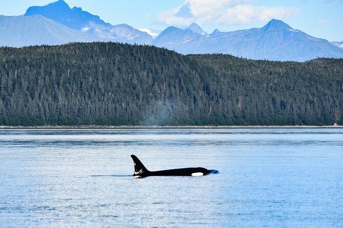 Narrated Whale Watching Cruise with Glacier View Stop - Final Thoughts