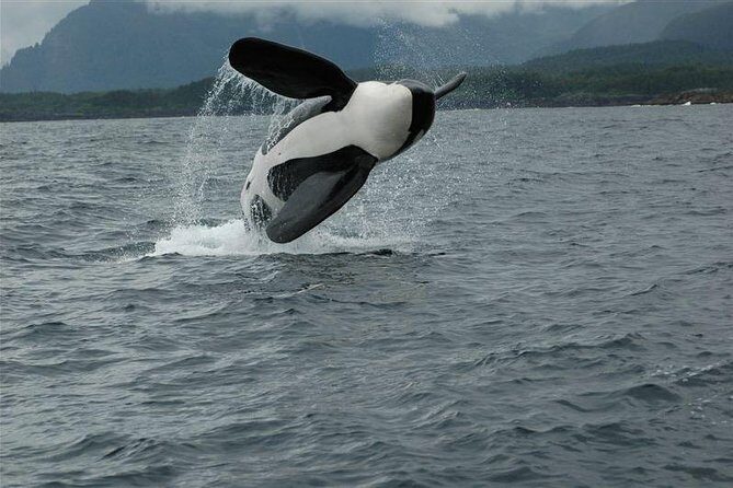 Narrated Whale Watching Cruise with Glacier View Stop - FAQ