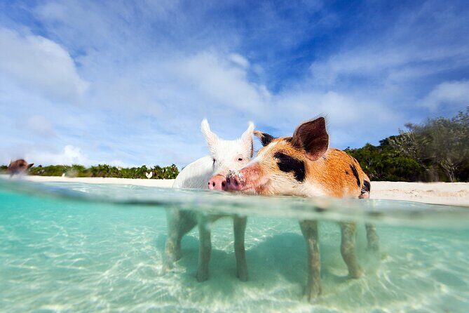 Nas: 3 islands Tour ,snorkel, Turtles, pigs and lunch - An In-Depth Look at the Nas: 3 Islands Tour