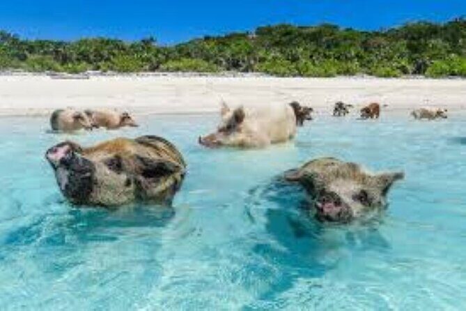 Nas: 3 islands Tour ,snorkel, Turtles, pigs and lunch - FAQ