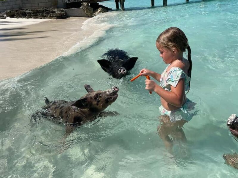 Nassau: 3 Islands Boat w/ Swimming Pigs, Snorkeling & Turtle - Key Points