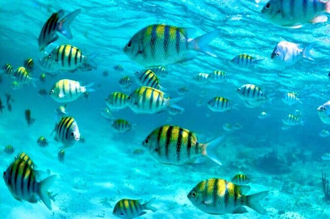 Nassau: 3 islands Pigs,Turtles,Snorkel & Beach Club with lunch - The Experience: What It Means for You