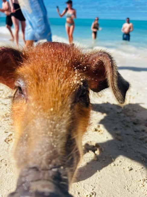 Nassau: 3 Islands Tour, Snorkel, Pig Beach, Turtles & Lunch - An Excursion Packed with Highlights