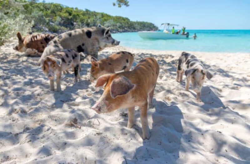 Nassau: 3 Islands Tour, Snorkel, Pig Beach, Turtles & Lunch - Final Words