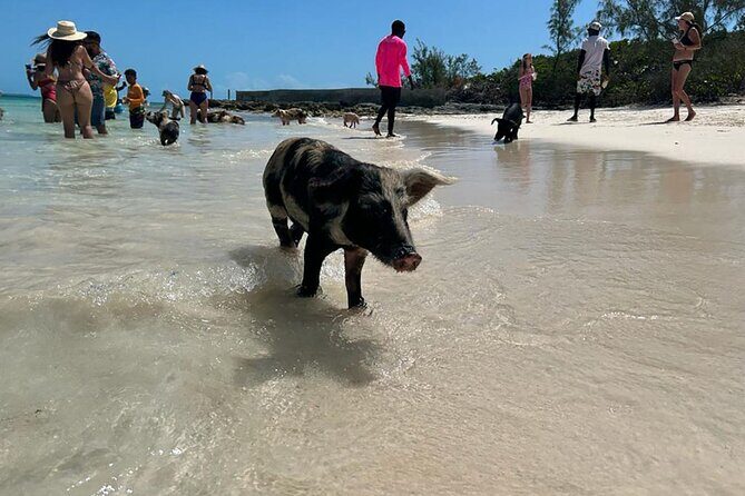 Nassau 3-stops: Snorkeling, Swimming Pigs, Turtles & Lunch - The Itinerary: What to Expect