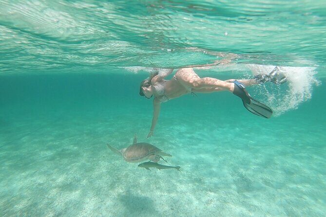 Nassau 3-stops: Snorkeling, Swimming Pigs, Turtles & Lunch - FAQ