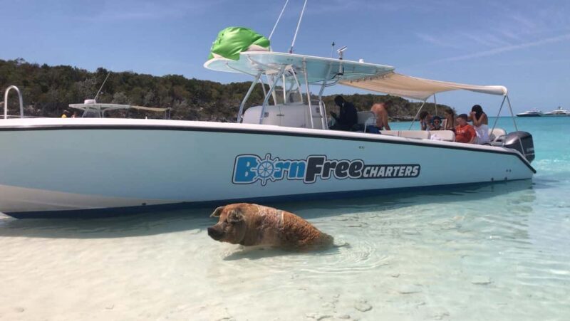 Nassau: Discover Exuma Island Hopping and Swimming Pigs Tour - Final Thoughts on the Exuma Tour