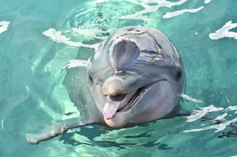 Nassau: Half-Day Guided Cay Cruise, Sea Life Watch & Snorkel - Practical Details and Considerations