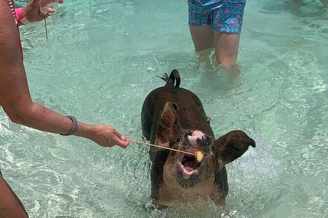 Nassau: Half Day Reef Snorkeling, Turtles & Swimming Pigs - Introduction to the Experience