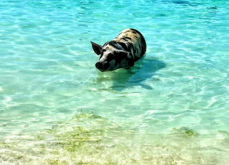 Nassau: Island Hopping Boat Trip with Lunch & Drinks - Who Will Enjoy This Tour?