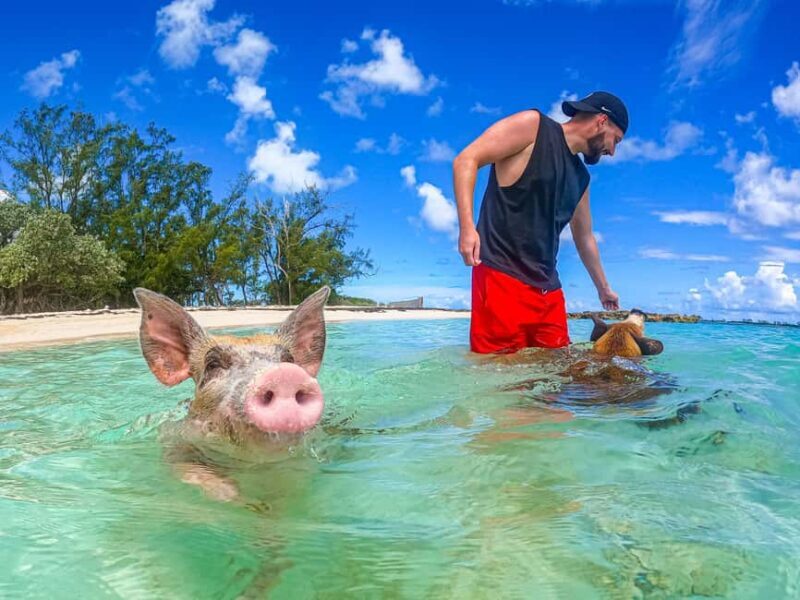Nassau: Pigs Beach Trip by Boat with Swimming and Feeding - Introduction